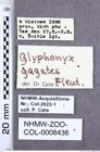 Etiketten zu Glyphonyx gagates (Fleutiaux, 1941) (NHMW-ZOO-COL-0008436)
